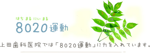 8020運動 上田歯科医院では「8020運動」に力を入れています。
